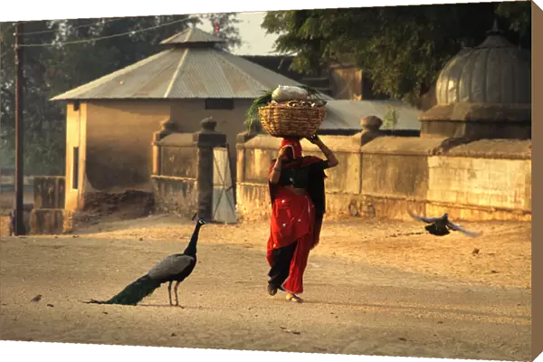 A woman carrying a heavily laden basket on her head, India