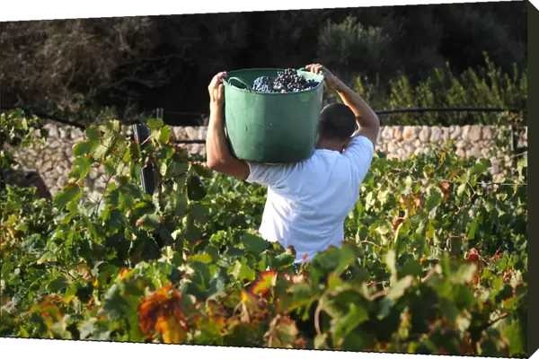 Harvesting red grapes at the Binifadet vineyard, Menorca