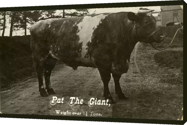 Pat the Giant Prize Winning Bull (over one and a half tons)