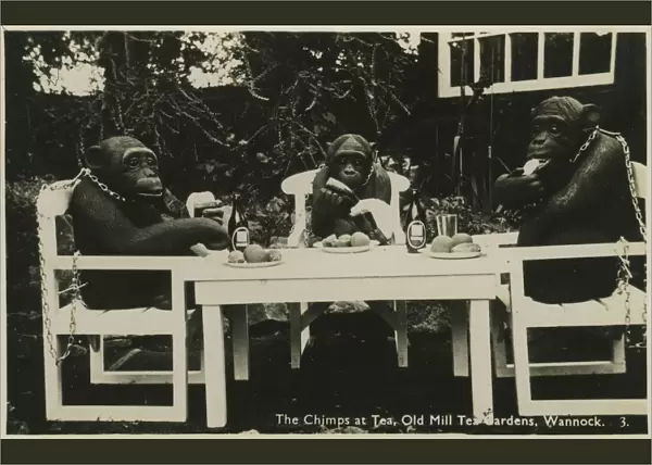 Chimps Having Tea, Old Mill Tea Gardens, Wannock, Polegate, Eastbourne, Sussex, England
