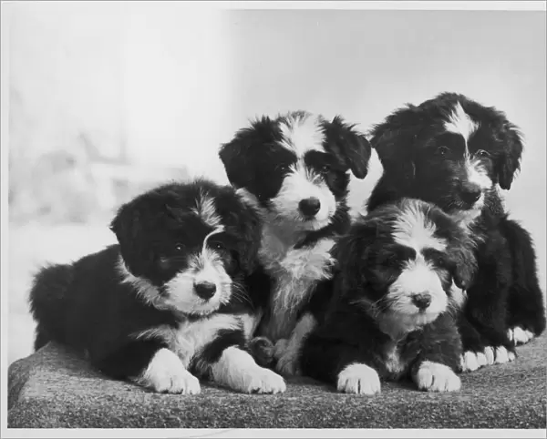 BEARDED COLLIE  /  PUPPIES