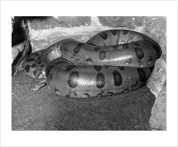 ANACONDA. An Anaconda, an aquatic boa snake, which can be found in the