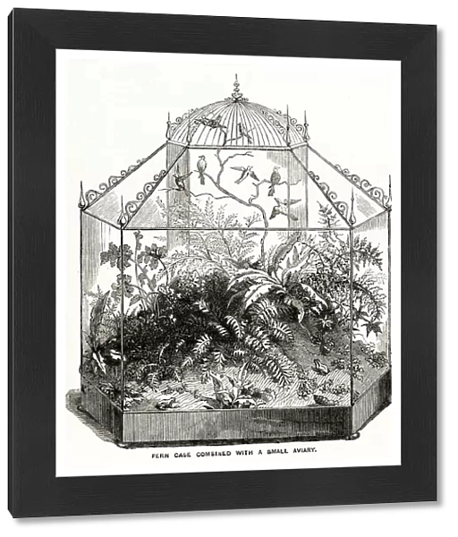 Wardian case with ferns 1857