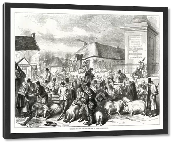 Ireland pig fair at Trim, County Meath 1870