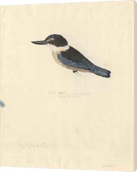 Todiramphus sanctus, sacred kingfisher