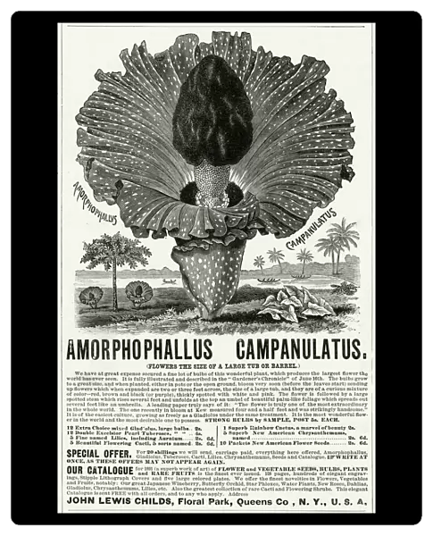 Advert for Amorphophallus Campanulatus, plant seeds 1891