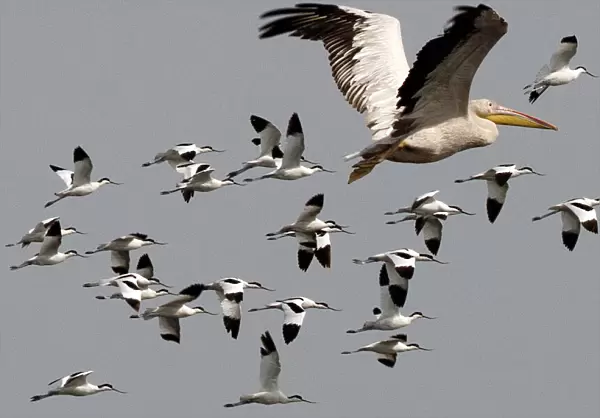 Great  /  Eastern White  /  Rosy Pelican - in flight with a flock of Avocets
