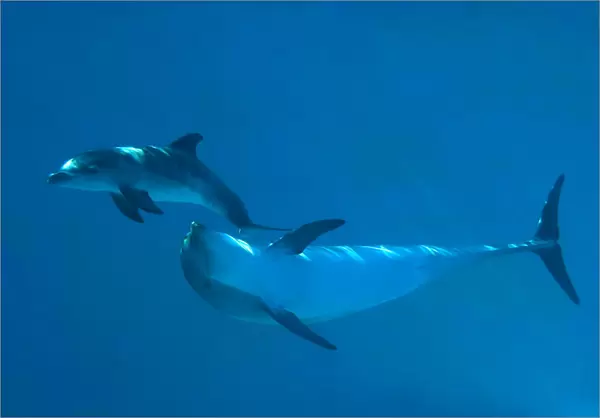 Bottlenose Dolphin - recently born calf swims with mother (Tursiops truncatus)