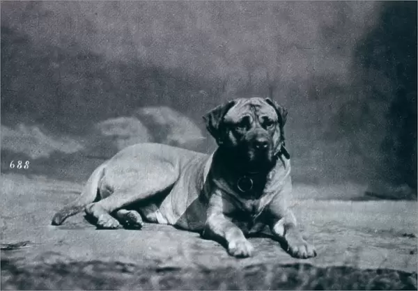 CHAMPION-COLONEL Dog owned by Richard Alston Date: 1879