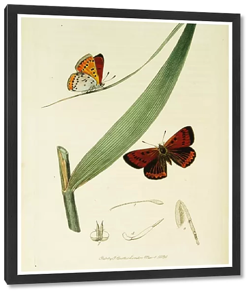 Curtis British Entomology Plate 12