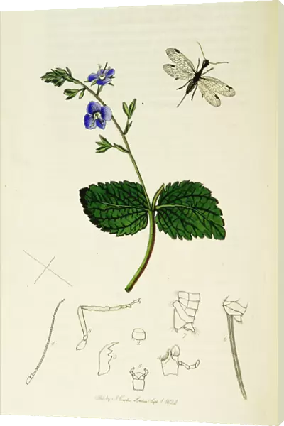Curtis British Entomology Plate 37