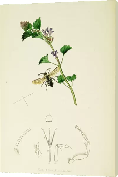 Curtis British Entomology Plate 125