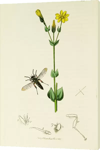 Curtis British Entomology Plate 153