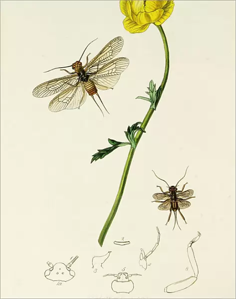Curtis British Entomology Plate 190