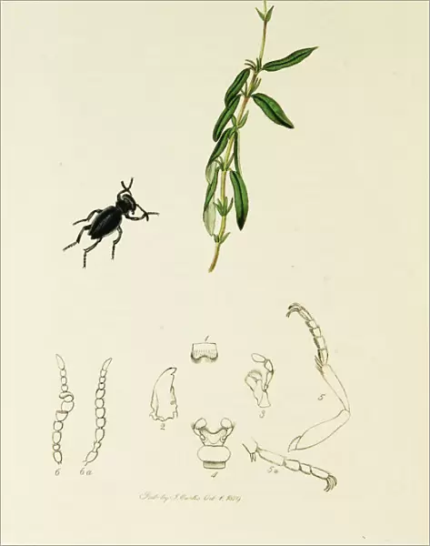 Curtis British Entomology Plate 279