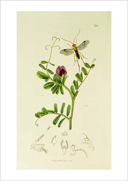 Curtis British Entomology Plate 321