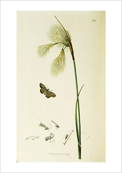 Curtis British Entomology Plate 428