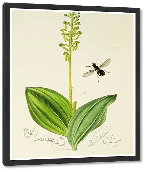 Curtis British Entomology Plate 441