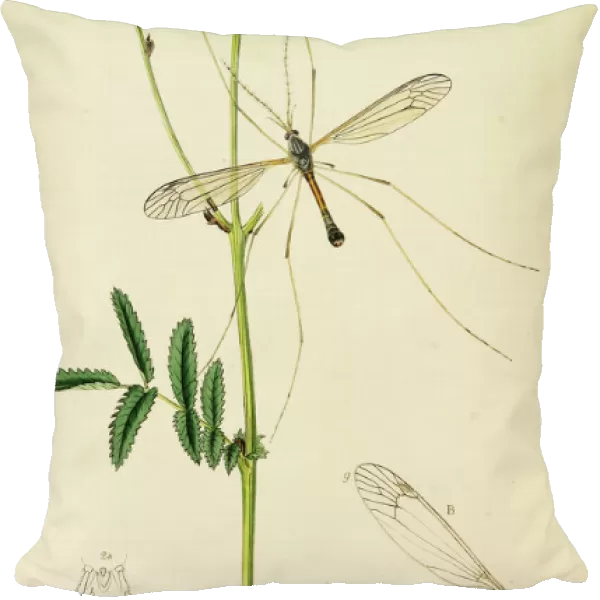Curtis British Entomology Plate 493