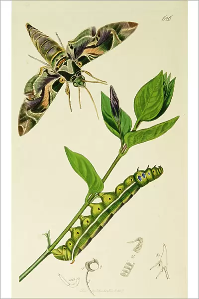 Curtis British Entomology Plate 626