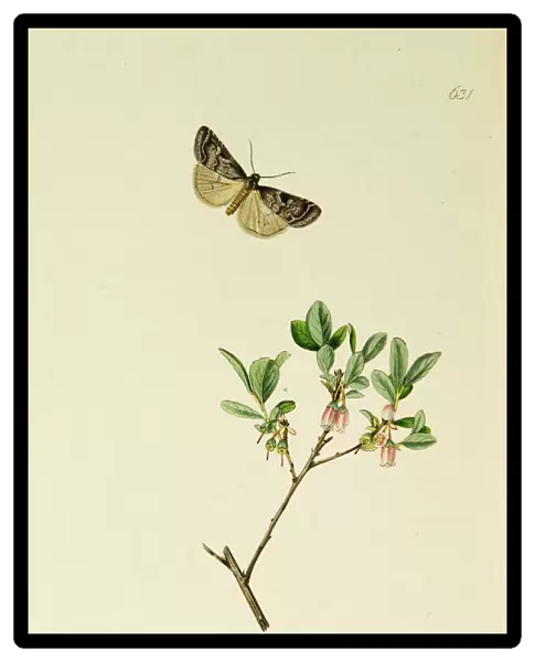 Curtis British Entomology Plate 631