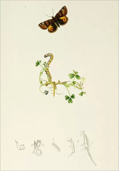 Curtis British Entomology Plate 659