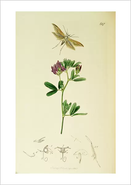 Curtis British Entomology Plate 687