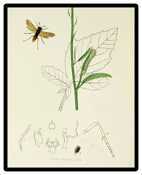 Curtis British Entomology Plate 764