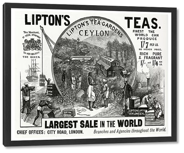 Advert for Liptons Teas 1896
