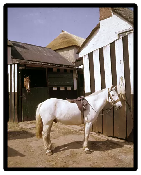 White horse with saddle and bridle in stable yard