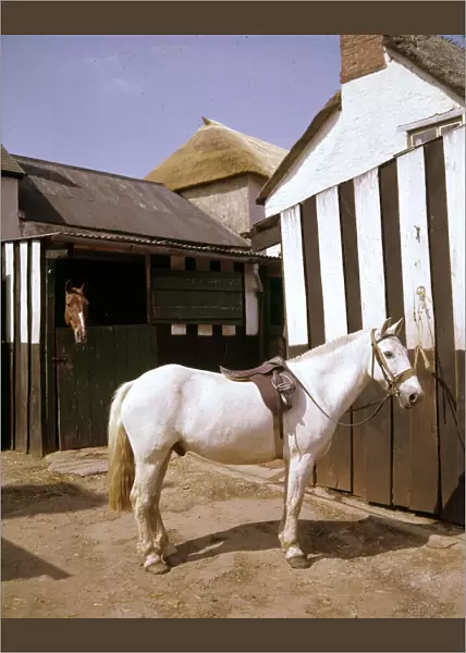 White horse with saddle and bridle in stable yard