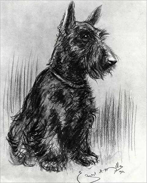 Dougal, Prince Henrys Scottish terrier
