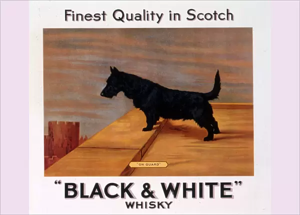 Scots terrier, Buchanans Black & White Scotch Whisky