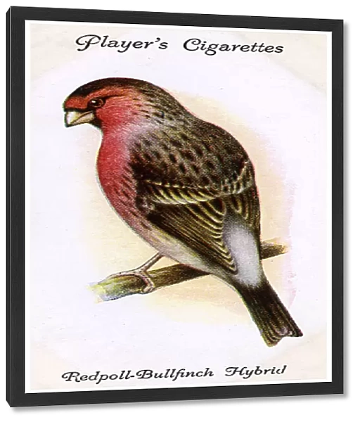 Redpoll-Bullfinch Hybrid