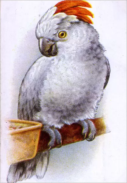 Rose-Crested Cockatoo