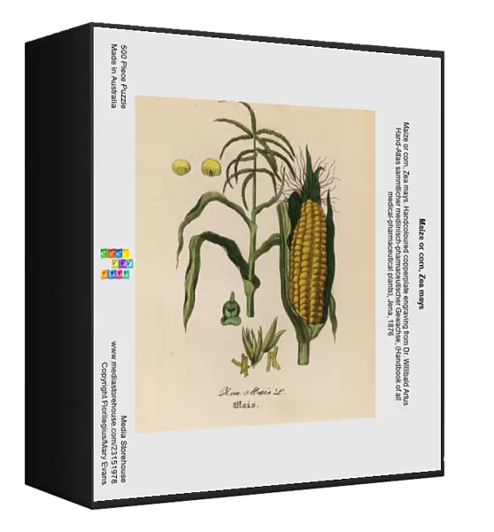 Maize or corn, Zea mays