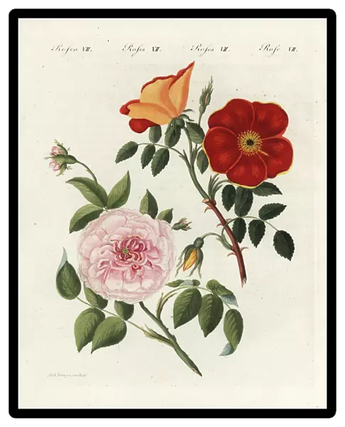 Austrian copper rose and white virgin rose
