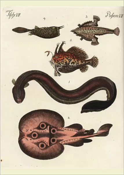 Electric eel, torpedo, batfish, cowfish and sargassum fish