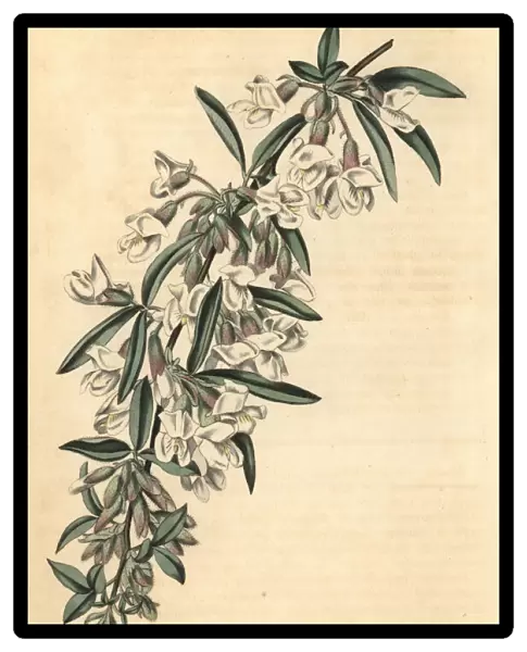 Tagasaste or tree lucerne, Cytisus proliferus