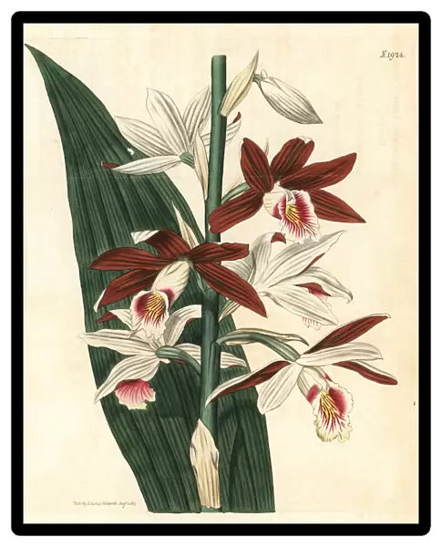 Greater swamp-orchid, Phaius tankervilleae. Endangered