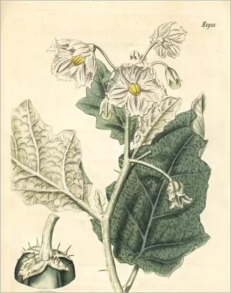 White-margined nightshade, Solanum marginatum