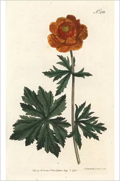 Asiatic globe-flower, Trollius asiaticus