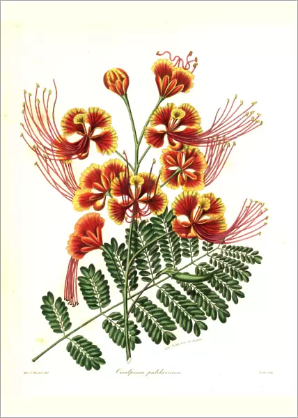 Peacock flower, Caesalpinia pulcherrima