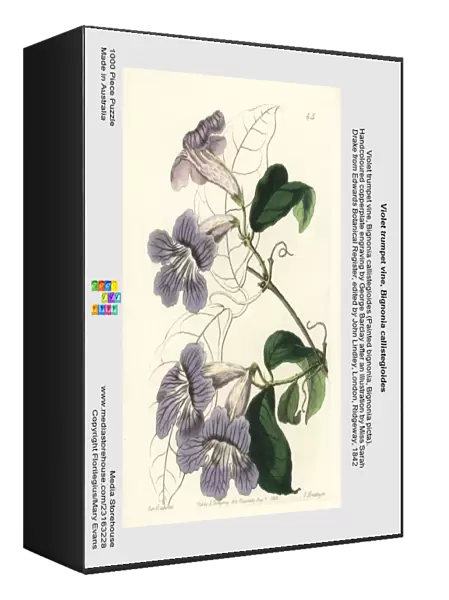 Violet trumpet vine, Bignonia callistegioides