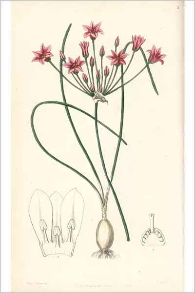 Wild onion, Allium neriniflorum