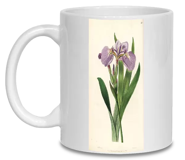 Bristle-tipped iris or beachhead iris, Iris setosa
