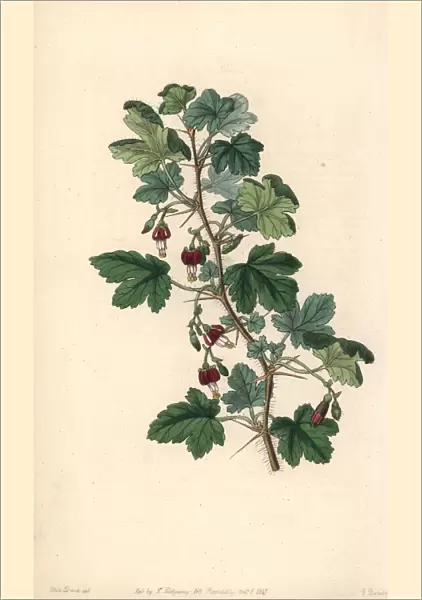 Canyon or Menzies gooseberry, Ribes menziesii