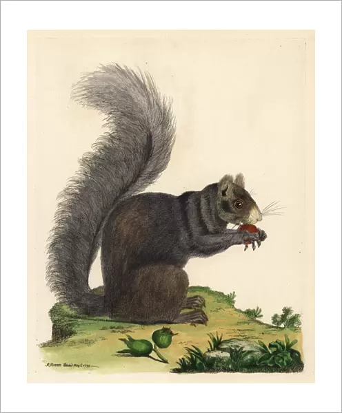 Eastern fox squirrel, Sciurus niger