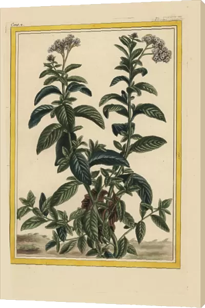 American turnsole, Heliotropium species