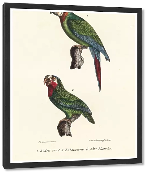 Chestnut-fronted macaw and Cuban amazon